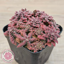Load image into Gallery viewer, Crassula setulosa v transvaal drakensberg