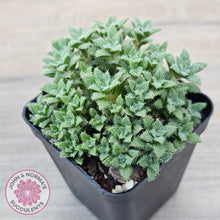 Load image into Gallery viewer, Crassula setulosa v transvaal drakensberg