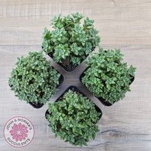 Load image into Gallery viewer, Crassula setulosa v transvaal drakensberg