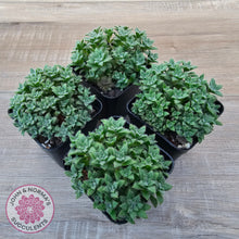 Load image into Gallery viewer, Crassula setulosa v transvaal drakensberg