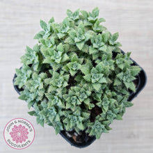 Load image into Gallery viewer, Crassula setulosa v transvaal drakensberg