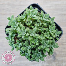 Load image into Gallery viewer, Crassula setulosa v transvaal drakensberg