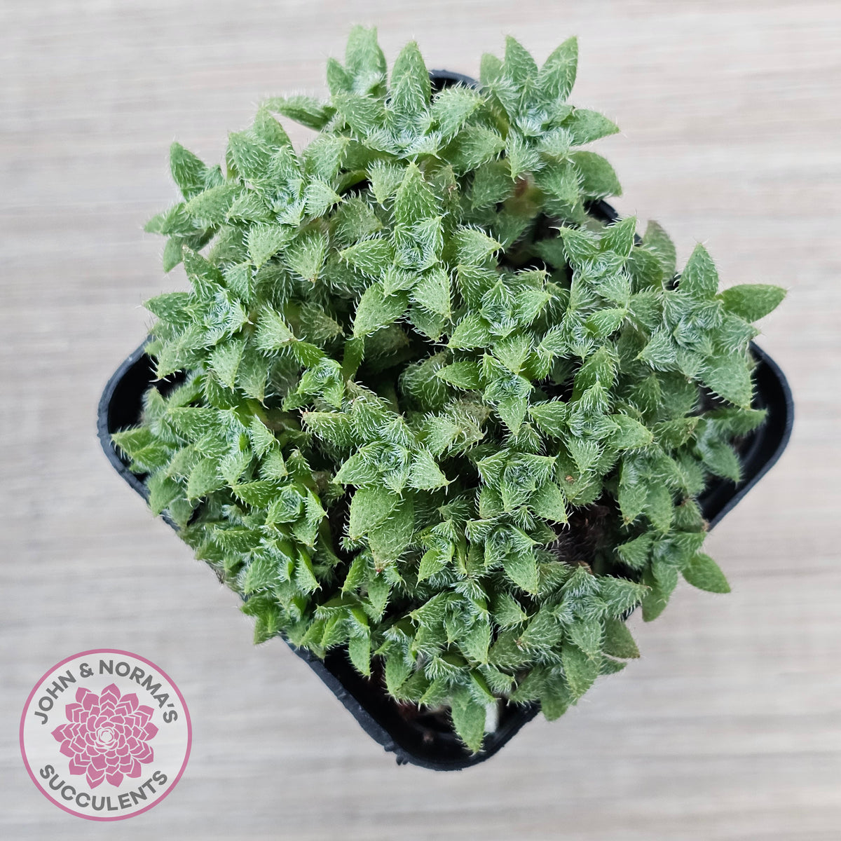 Crassula setulosa v transvaal drakensberg