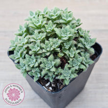 Load image into Gallery viewer, Crassula setulosa v transvaal drakensberg