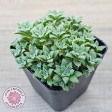 Load image into Gallery viewer, Crassula setulosa v transvaal drakensberg