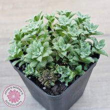 Load image into Gallery viewer, Crassula setulosa v transvaal drakensberg