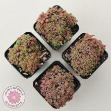 Load image into Gallery viewer, Crassula setulosa v transvaal drakensberg