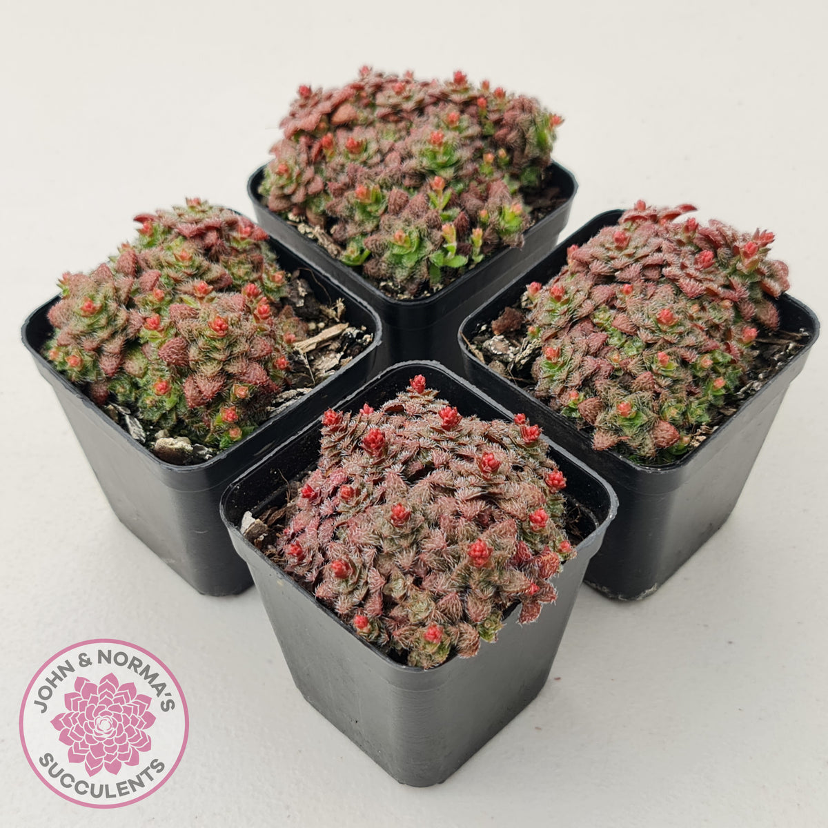 Crassula setulosa v transvaal drakensberg