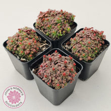 Load image into Gallery viewer, Crassula setulosa v transvaal drakensberg