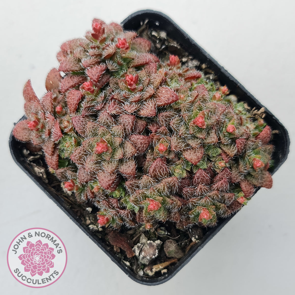 Crassula setulosa v transvaal drakensberg