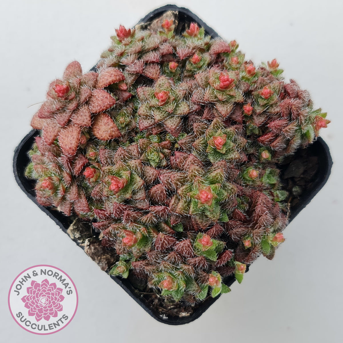 Crassula setulosa v transvaal drakensberg