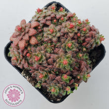 Load image into Gallery viewer, Crassula setulosa v transvaal drakensberg