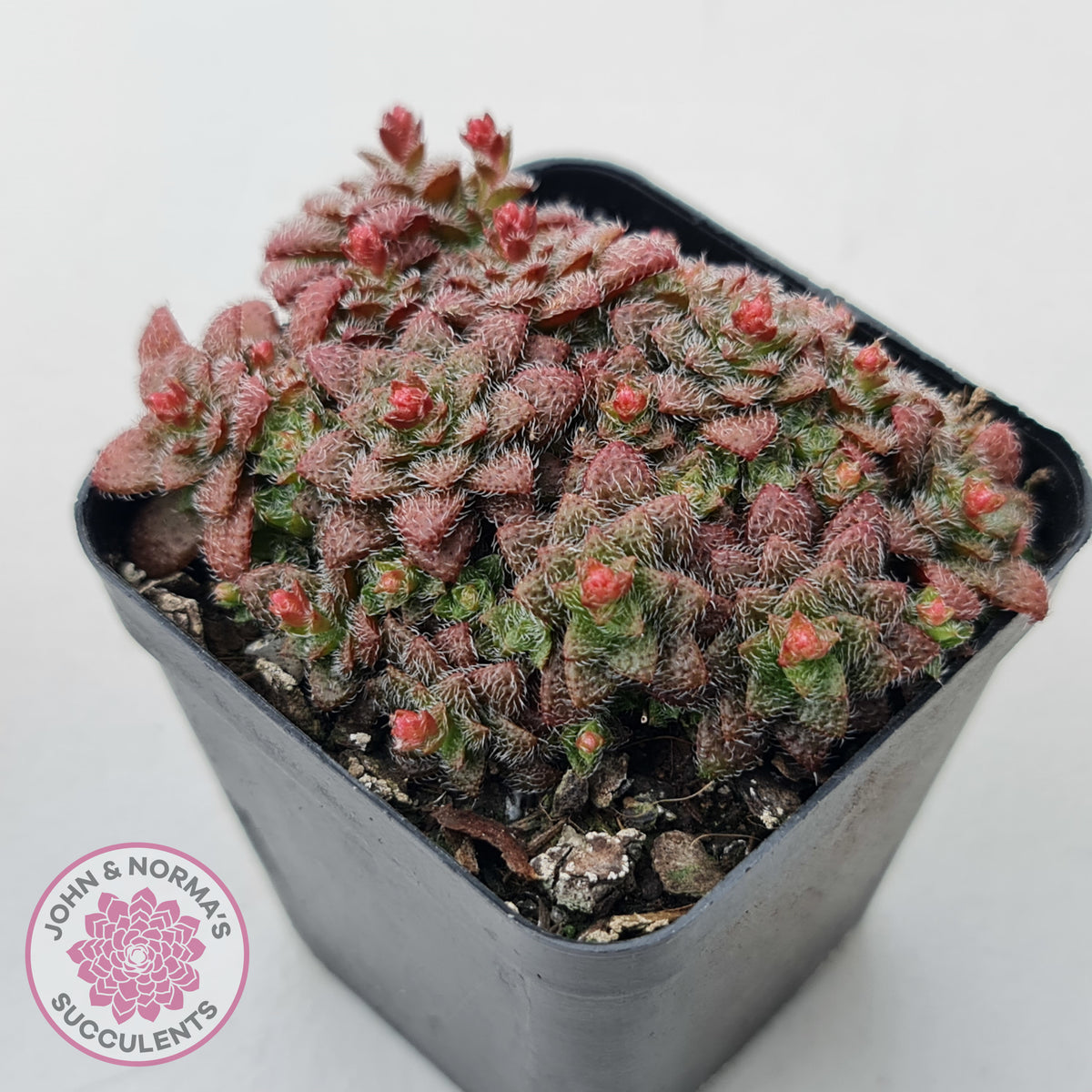 Crassula setulosa v transvaal drakensberg