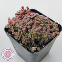 Load image into Gallery viewer, Crassula setulosa v transvaal drakensberg