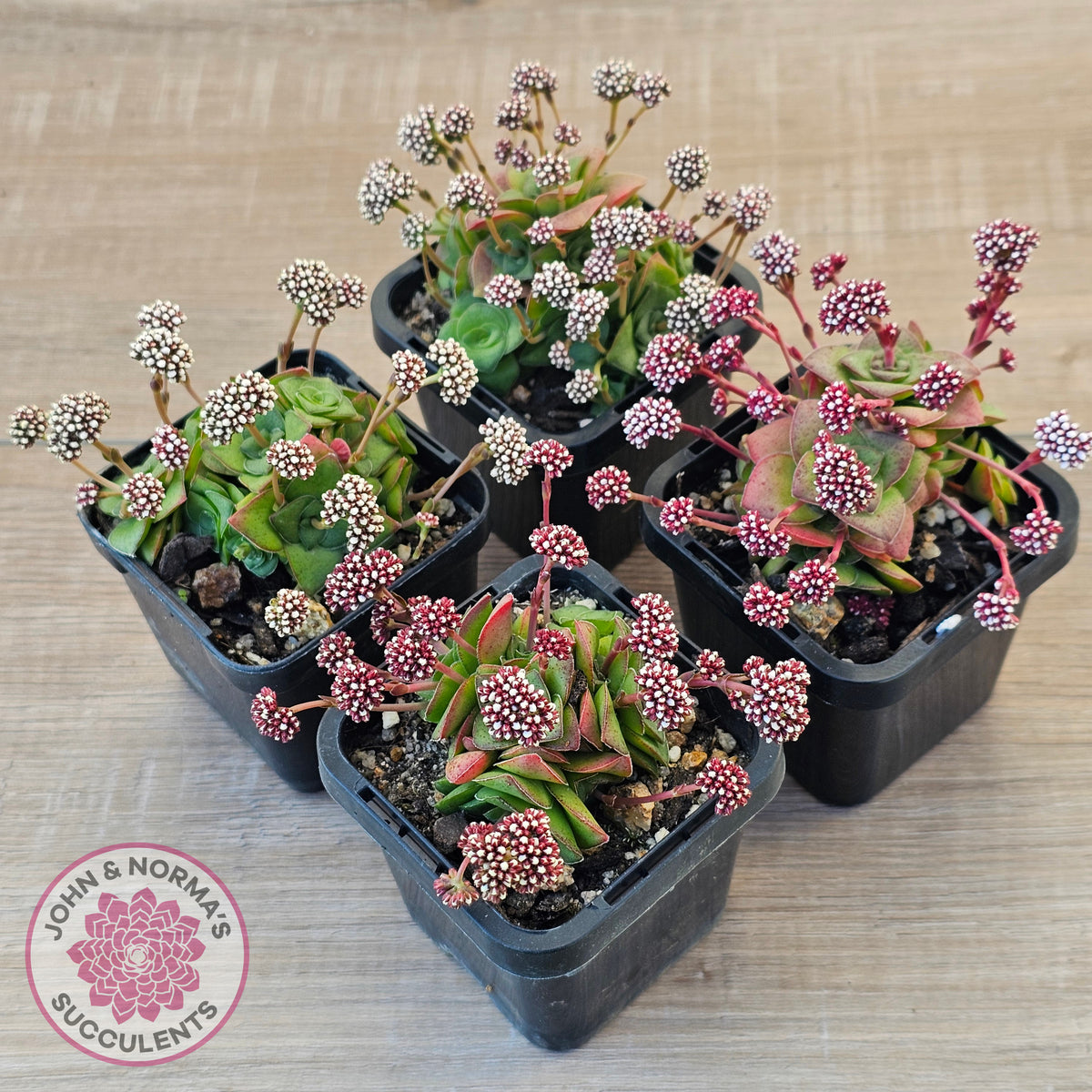 Crassula socialis