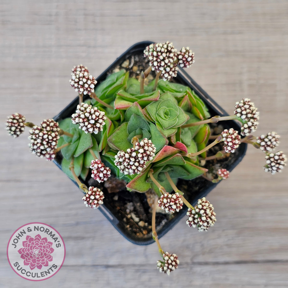 Crassula socialis