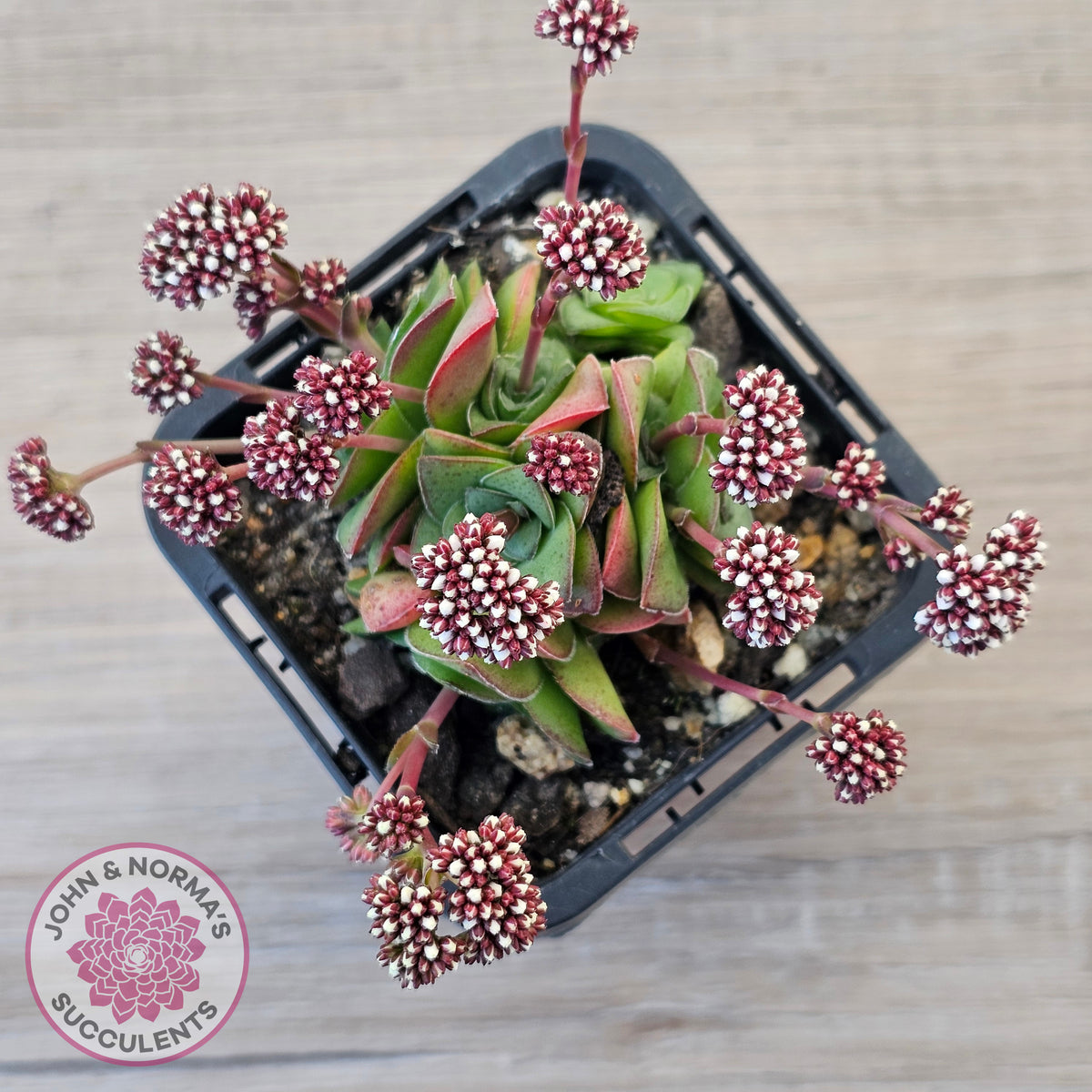 Crassula socialis
