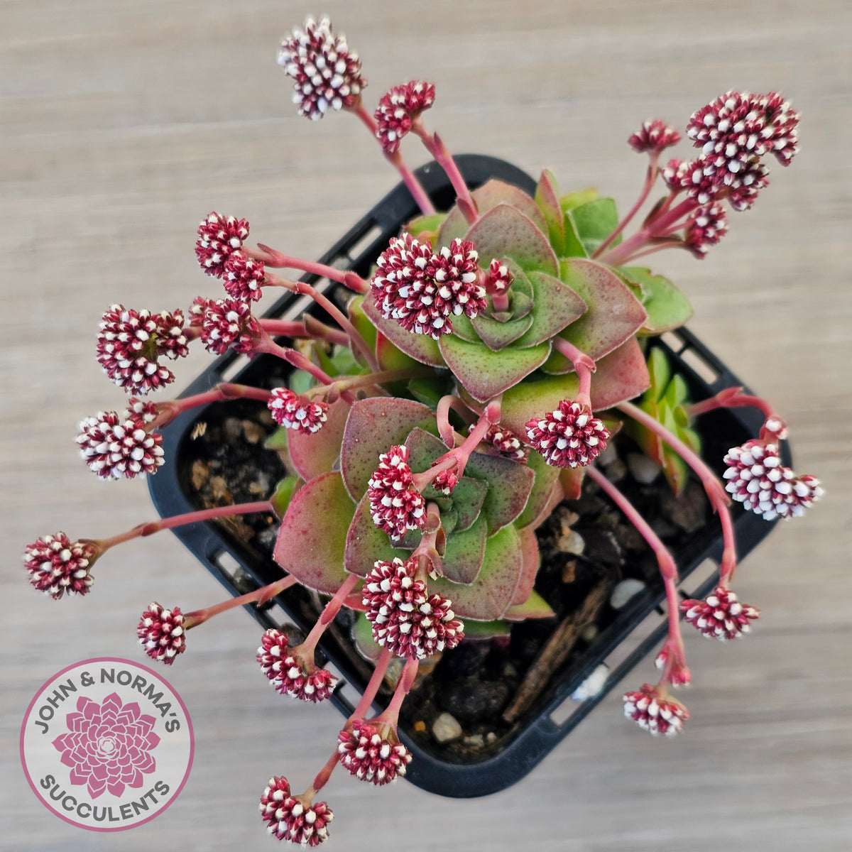 Crassula socialis