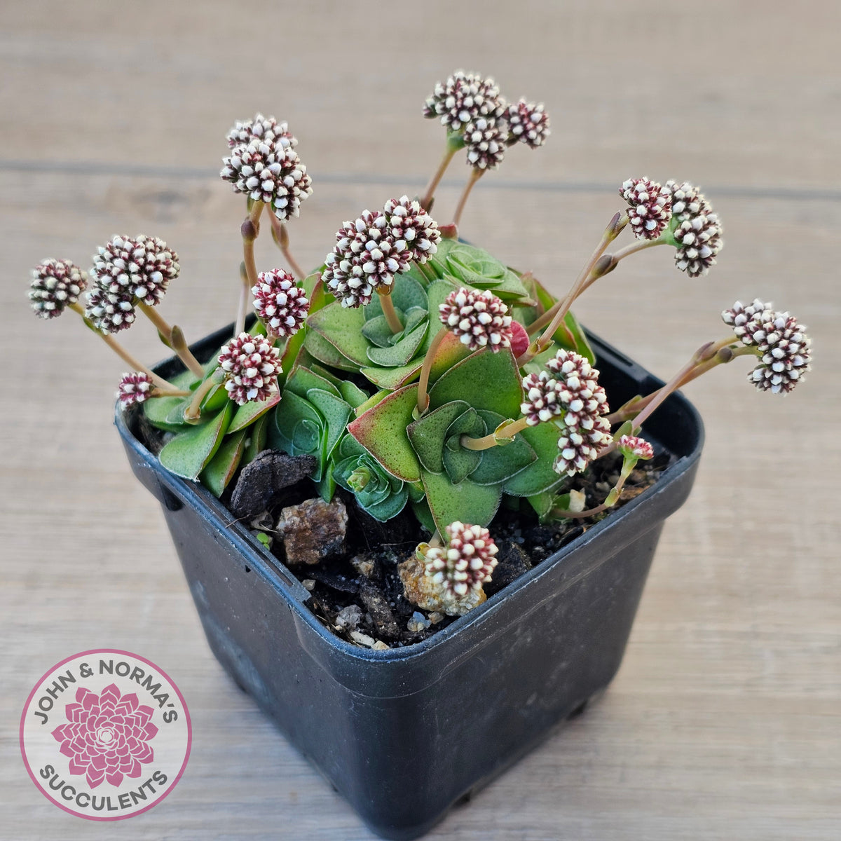 Crassula socialis