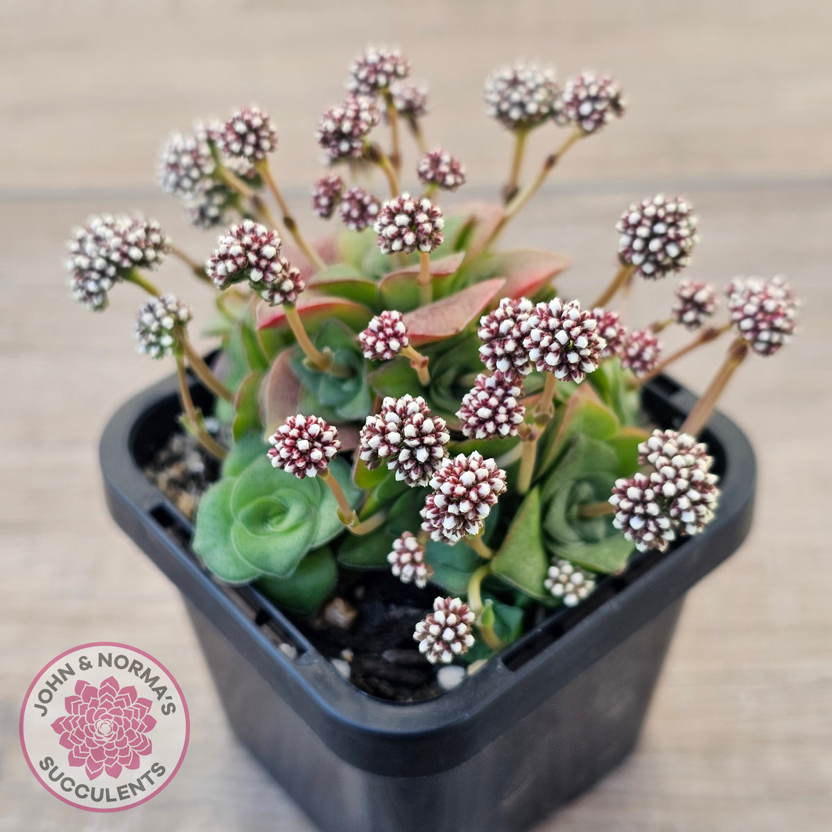 Crassula socialis