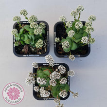 Load image into Gallery viewer, Crassula socialis - John & Norma's Succulents Australia