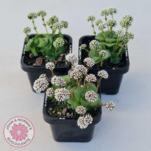 Load image into Gallery viewer, Crassula socialis - John & Norma's Succulents Australia
