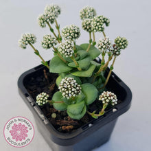 Load image into Gallery viewer, Crassula socialis - John & Norma's Succulents Australia