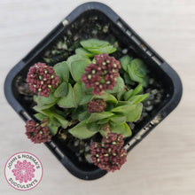 Load image into Gallery viewer, Crassula socialis