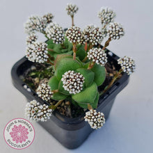 Load image into Gallery viewer, Crassula socialis - John & Norma's Succulents Australia