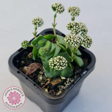 Load image into Gallery viewer, Crassula socialis - John & Norma's Succulents Australia