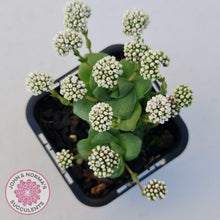 Load image into Gallery viewer, Crassula socialis - John & Norma's Succulents Australia