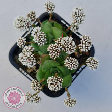 Load image into Gallery viewer, Crassula socialis - John & Norma's Succulents Australia