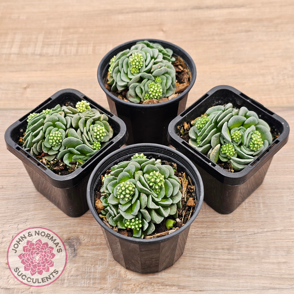 Crassula susannae hybrid
