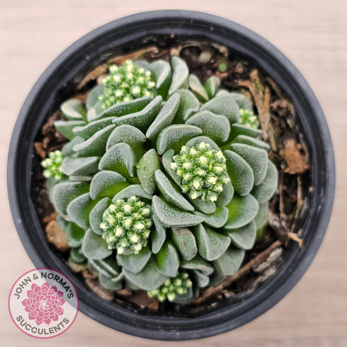 Crassula susannae hybrid