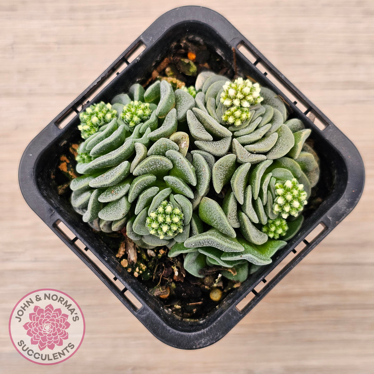Crassula susannae hybrid