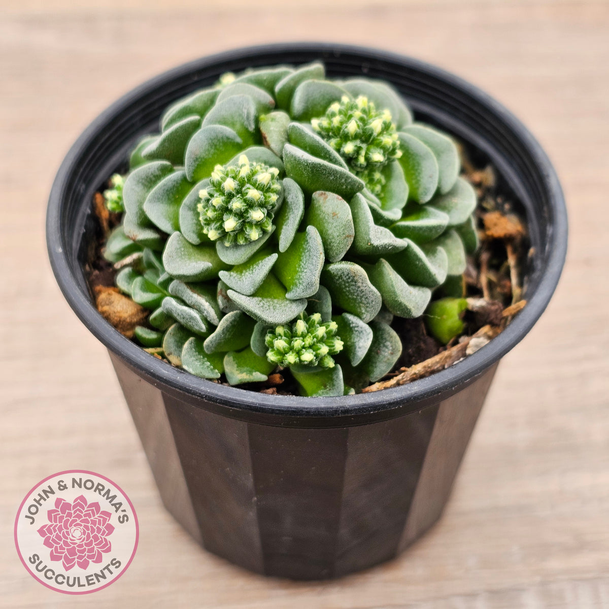 Crassula susannae hybrid
