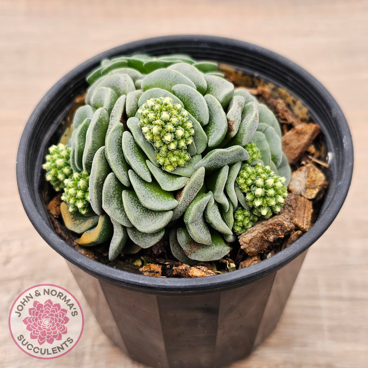 Crassula susannae hybrid
