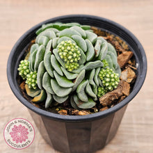 Load image into Gallery viewer, Crassula susannae hybrid