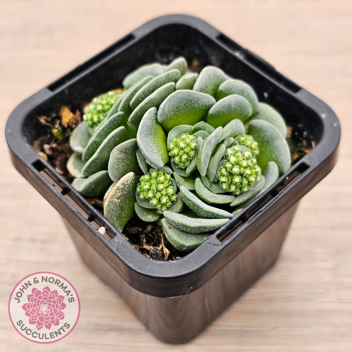 Crassula susannae hybrid