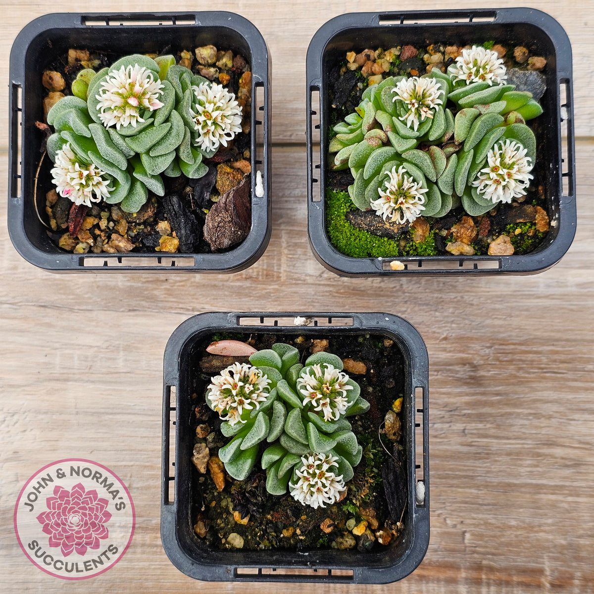 Crassula susannae hybrid