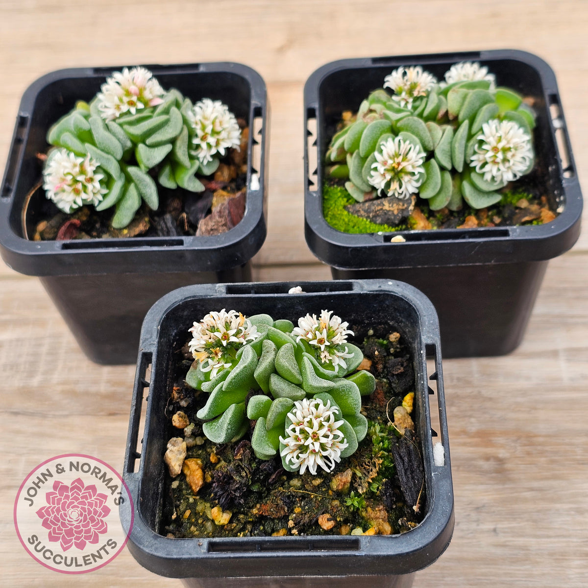Crassula susannae hybrid