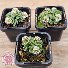 Load image into Gallery viewer, Crassula susannae hybrid