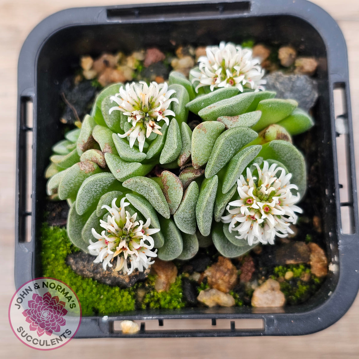 Crassula susannae hybrid