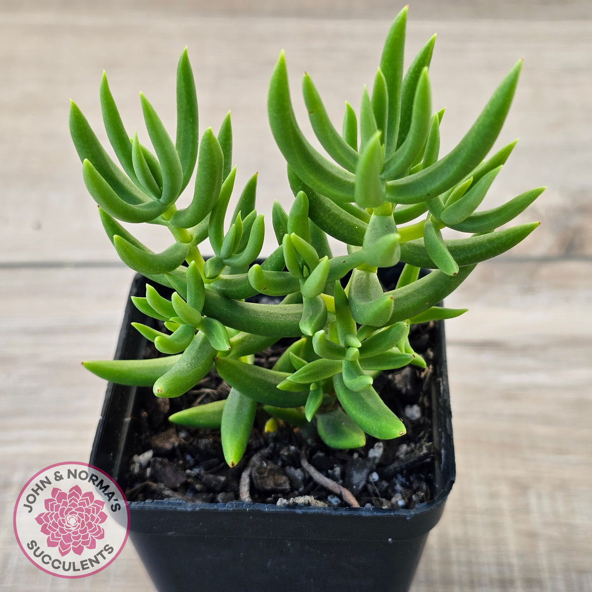 Crassula tetragona