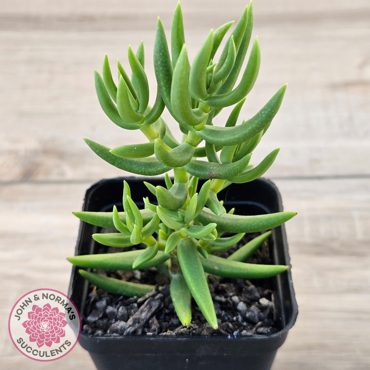 Crassula tetragona