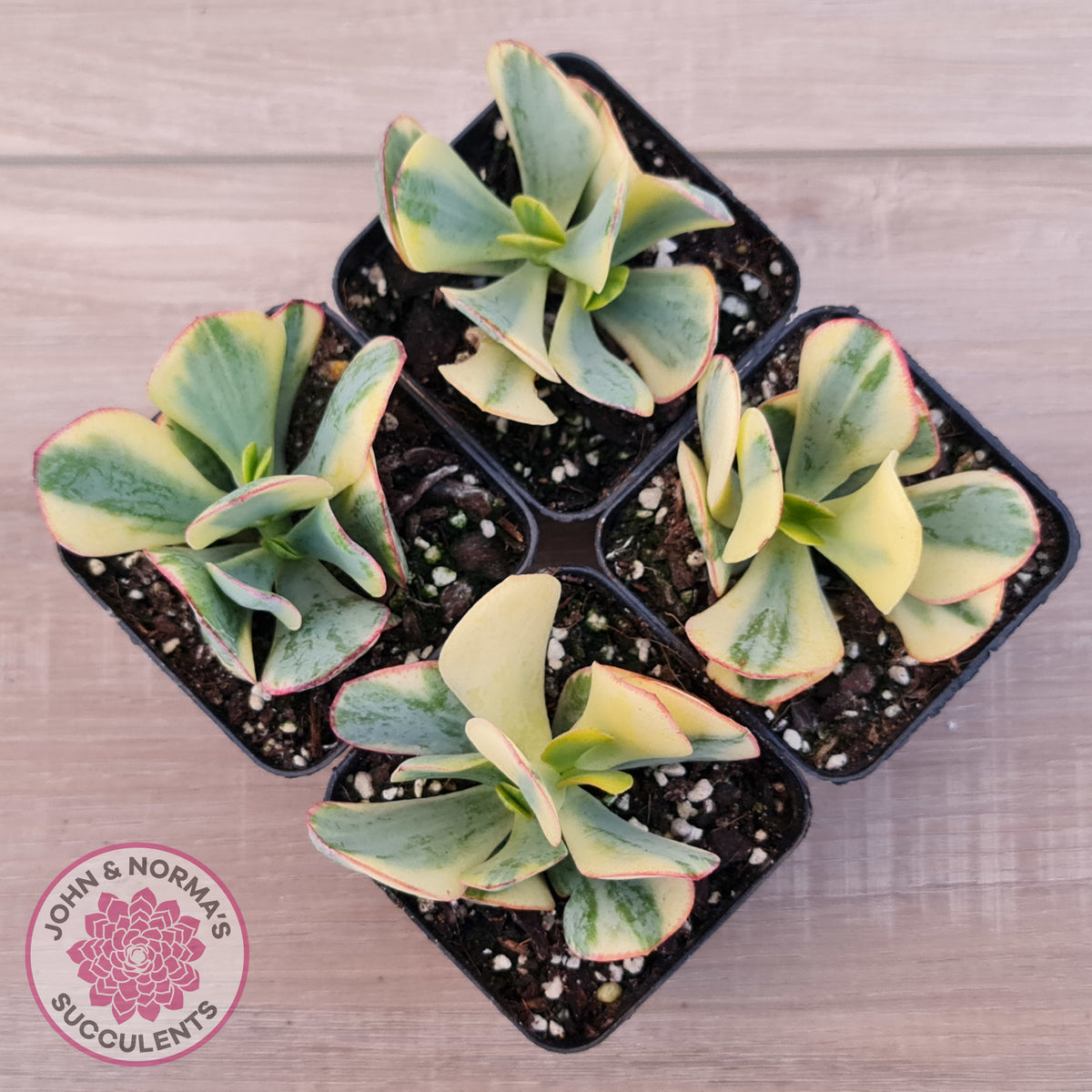 Crassula Blue Bird variegated
