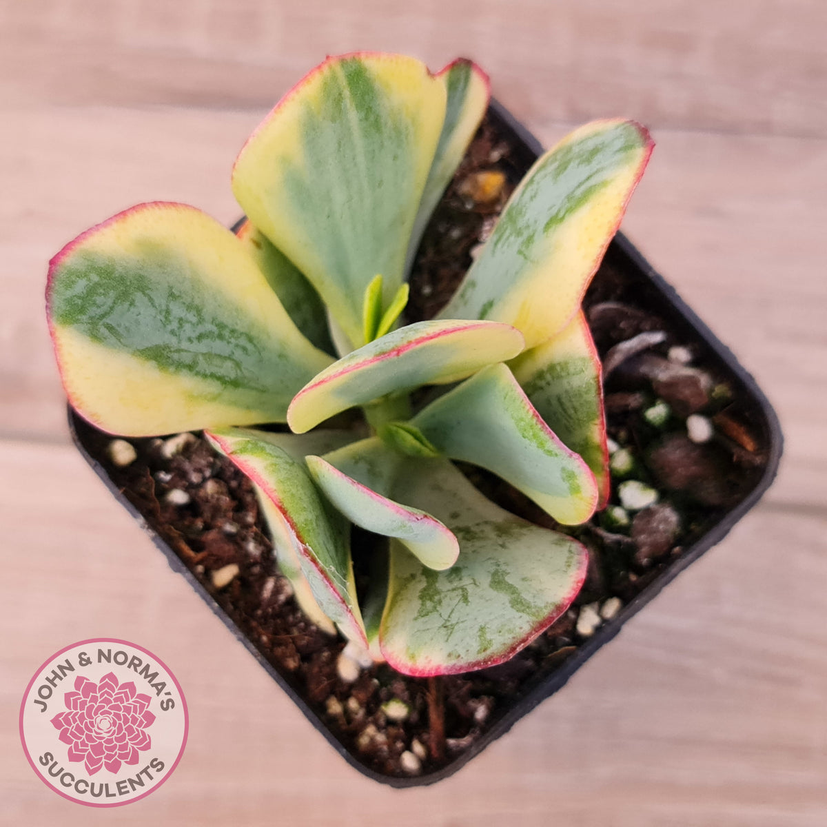 Crassula Blue Bird variegated