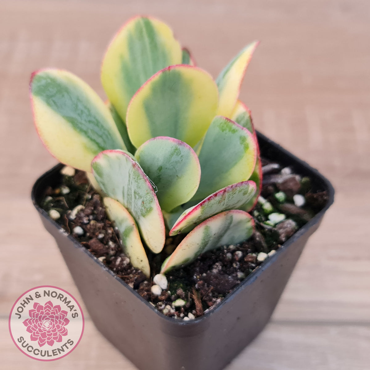 Crassula Blue Bird variegated