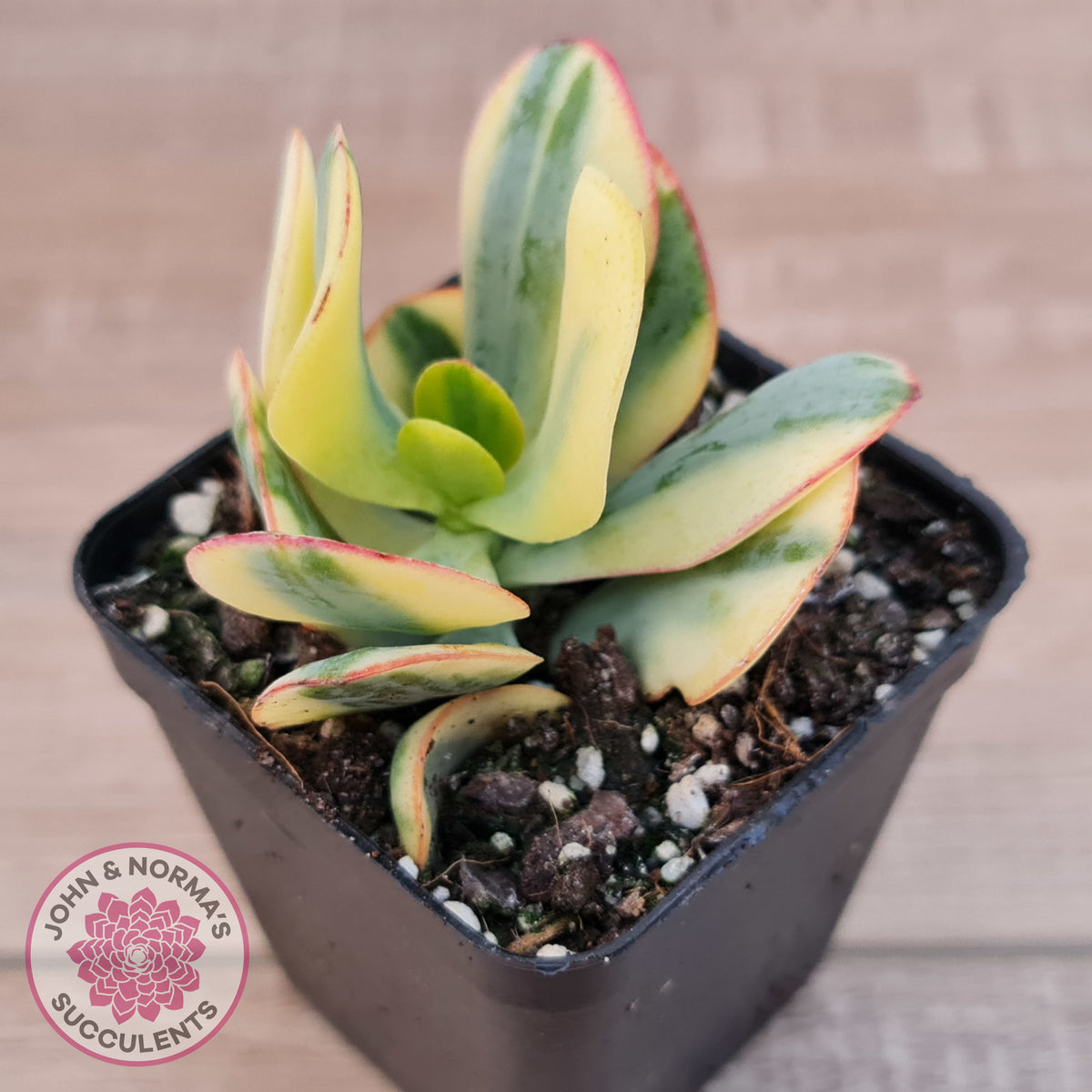Crassula Blue Bird variegated
