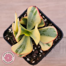 Load image into Gallery viewer, Crassula Blue Bird variegated